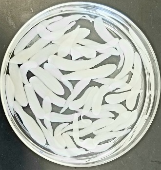 a shallow round dish containing many tapeworms